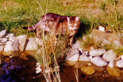 Tiger schleicht um den Teich